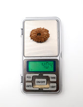 16 Mukhi Nepali Rudraksha