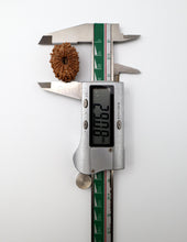 16 Mukhi Nepali Rudraksha