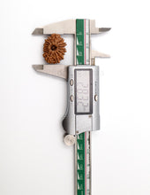 16 Mukhi Nepali Rudraksha