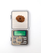 16 Mukhi Nepali Rudraksha