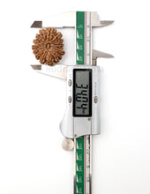 16 Mukhi Nepali Rudraksha