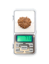 16 Mukhi Nepali Rudraksha