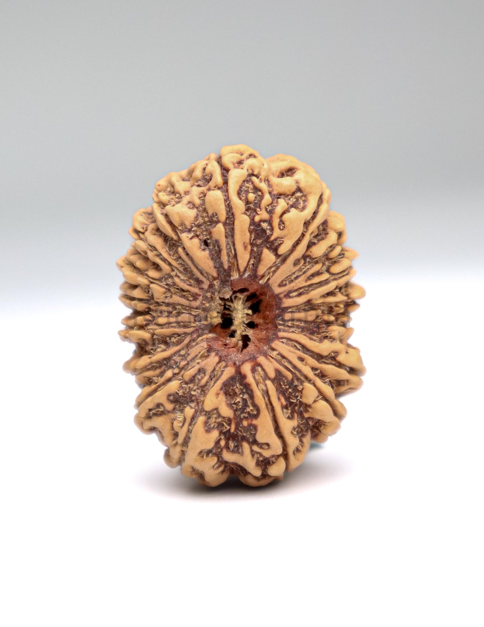 17 Mukhi Nepali Rudraksha