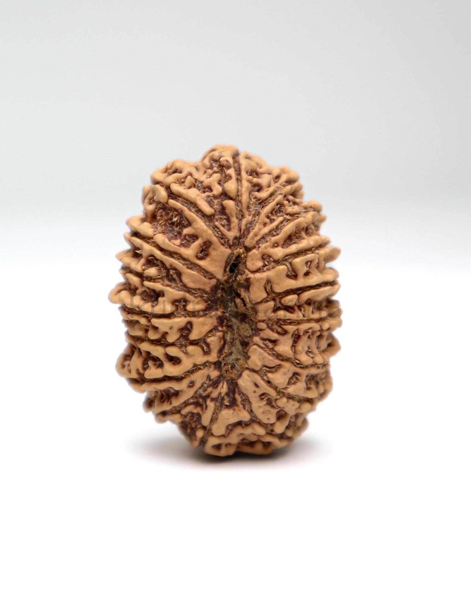 17 Mukhi Nepali Rudraksha