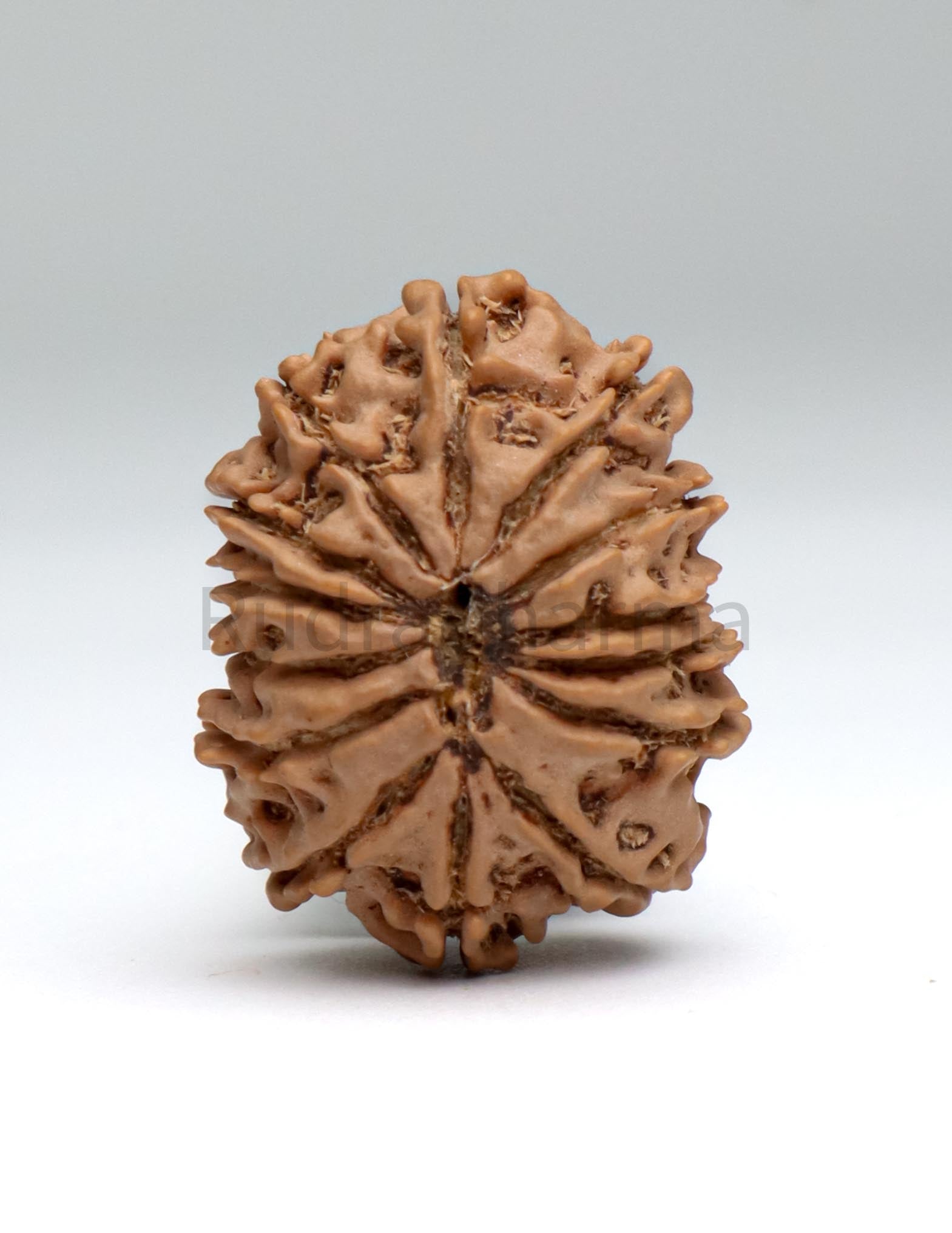 14 Mukhi Nepali Rudraksha