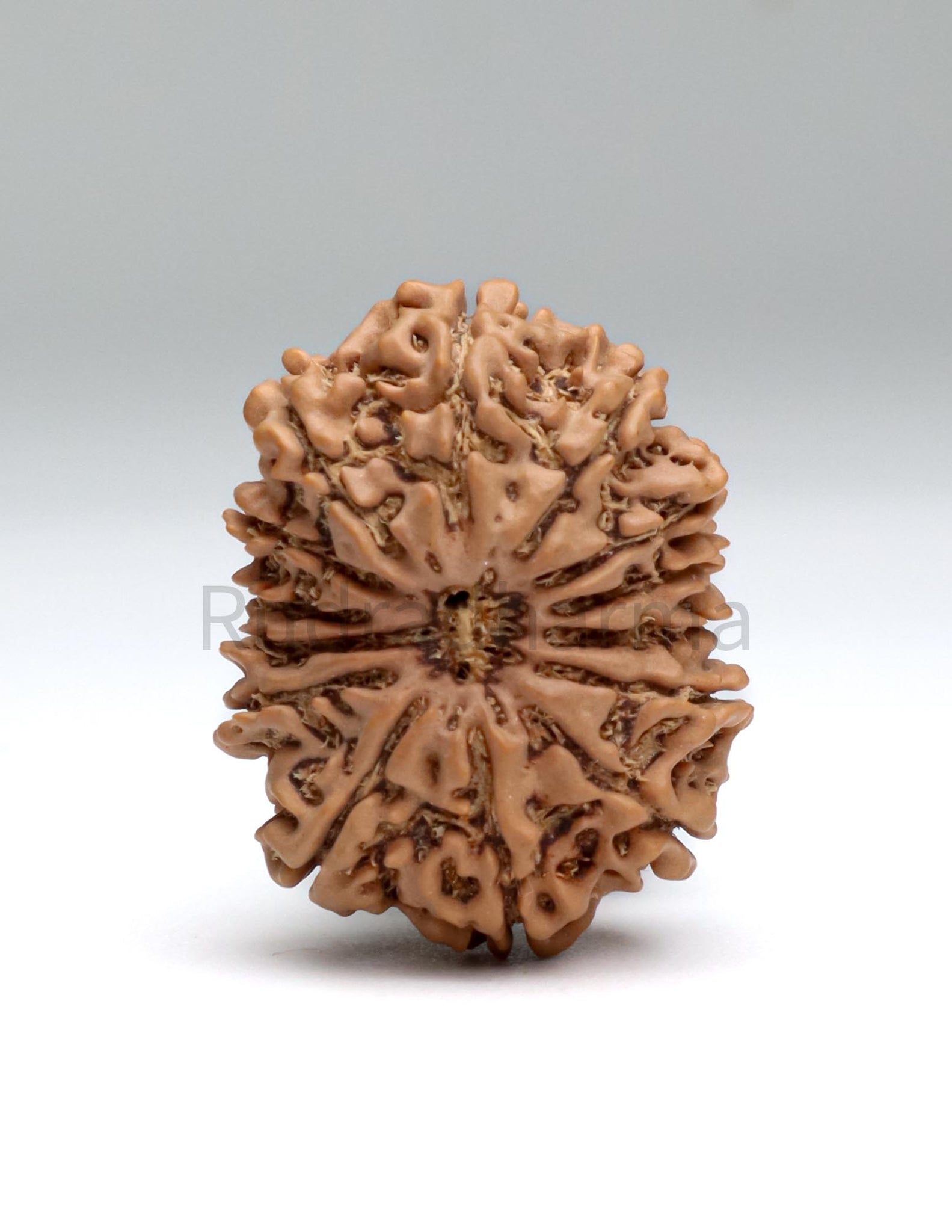 14 Mukhi Nepali Rudraksha