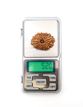 17 Mukhi Nepali Rudraksha