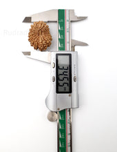 17 Mukhi Nepali Rudraksha