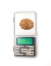 17 Mukhi Nepali Rudraksha