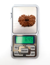 17 Mukhi Nepali Rudraksha