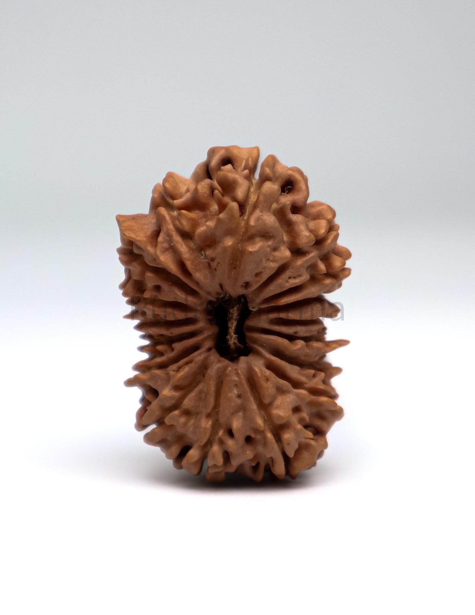 17 Mukhi Nepali Rudraksha