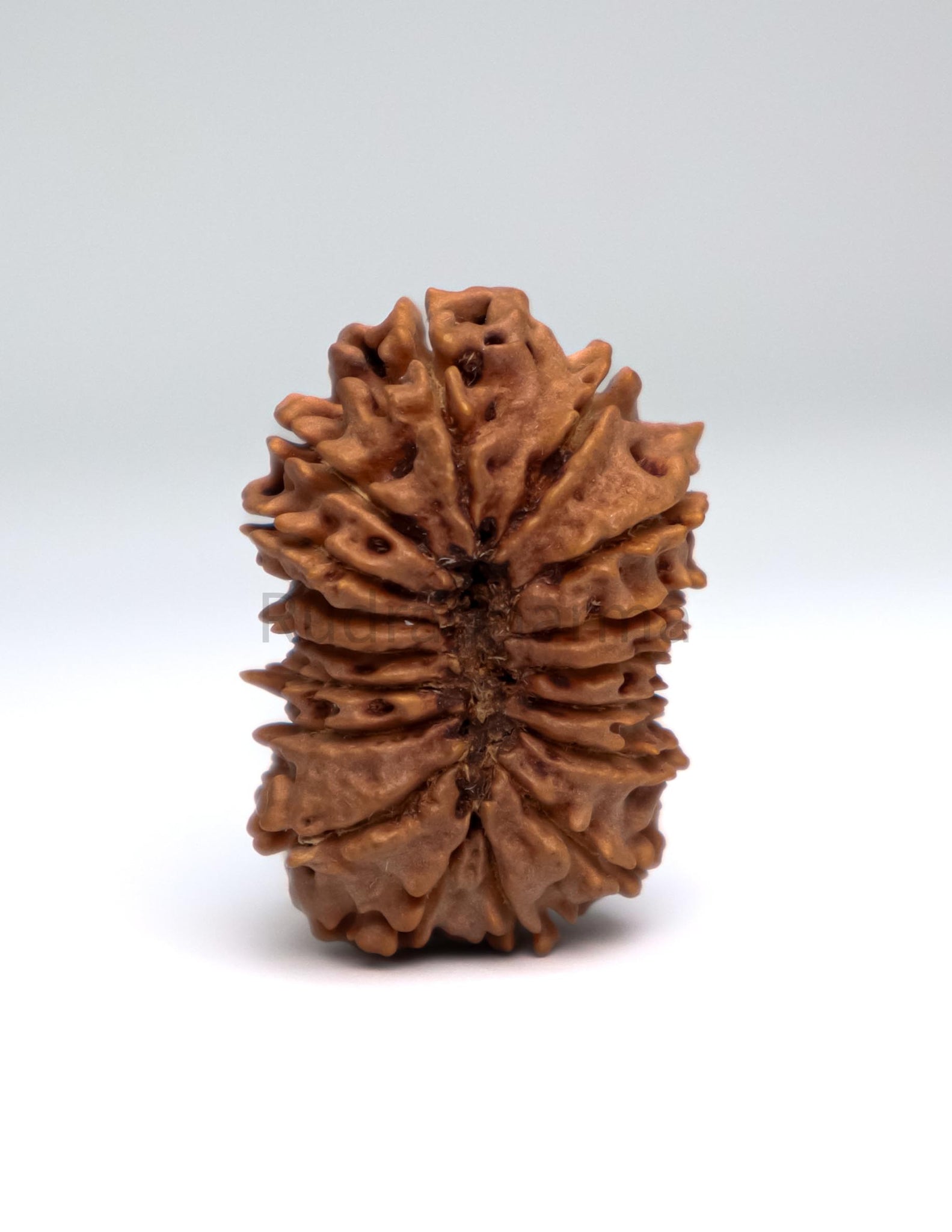 17 Mukhi Nepali Rudraksha