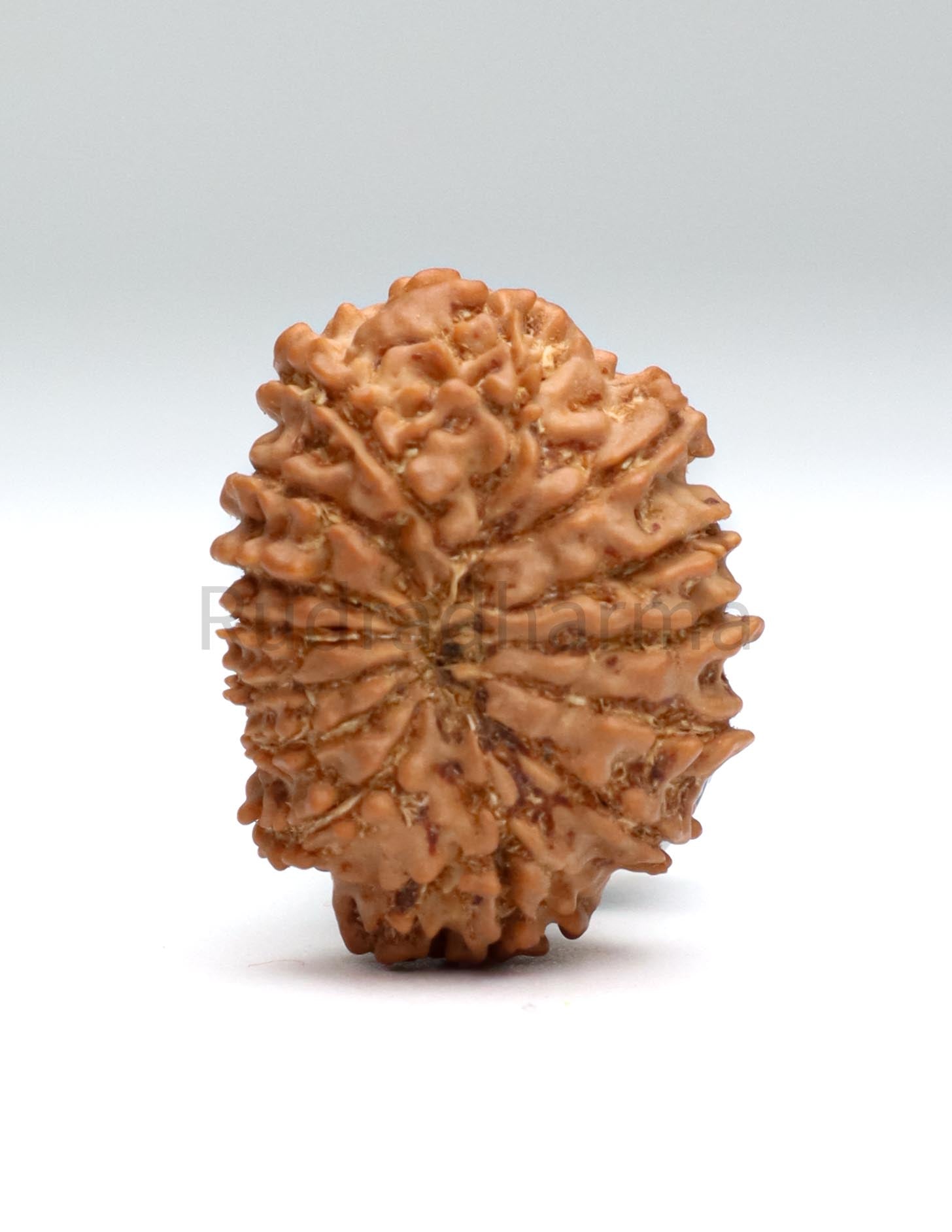 14 Mukhi Nepali Rudraksha