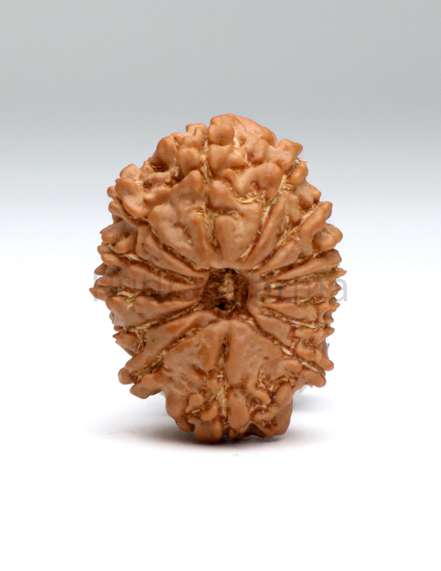 14 Mukhi Nepali Rudraksha