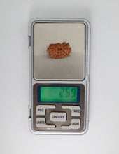 18 Mukhi Nepali Rudraksha