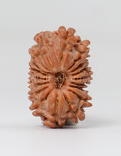 18 Mukhi Nepali Rudraksha