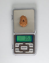 18 Mukhi Nepali Rudraksha