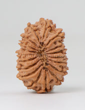 18 Mukhi Nepali Rudraksha