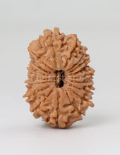 18 Mukhi Nepali Rudraksha