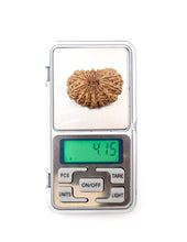 18 Mukhi Nepali Rudraksha