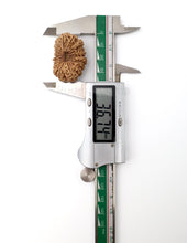 18 Mukhi Nepali Rudraksha
