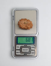 18 Mukhi Nepali Rudraksha
