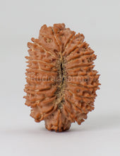 18 Mukhi Nepali Rudraksha