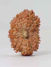 18 Mukhi Nepali Rudraksha
