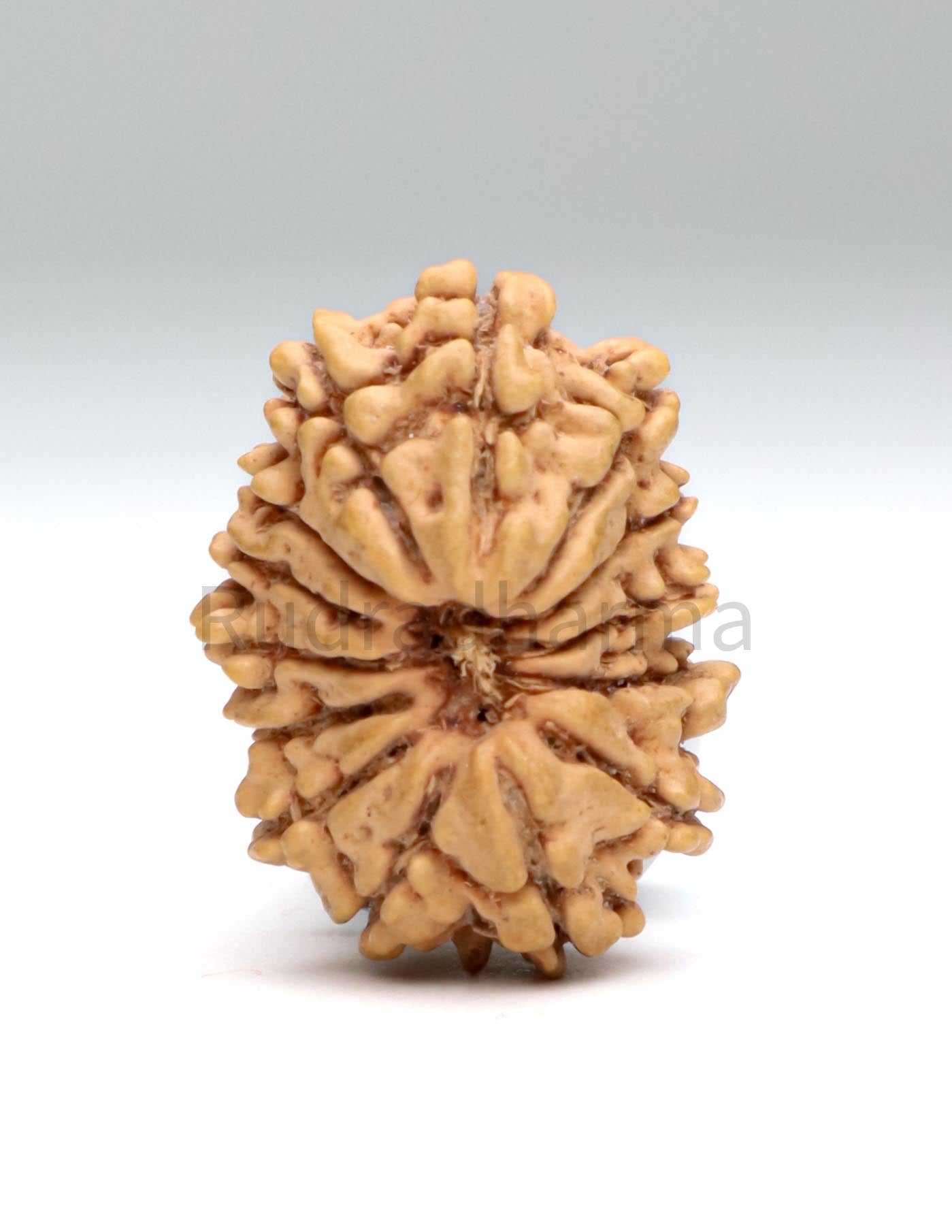 14 Mukhi Nepali Rudraksha