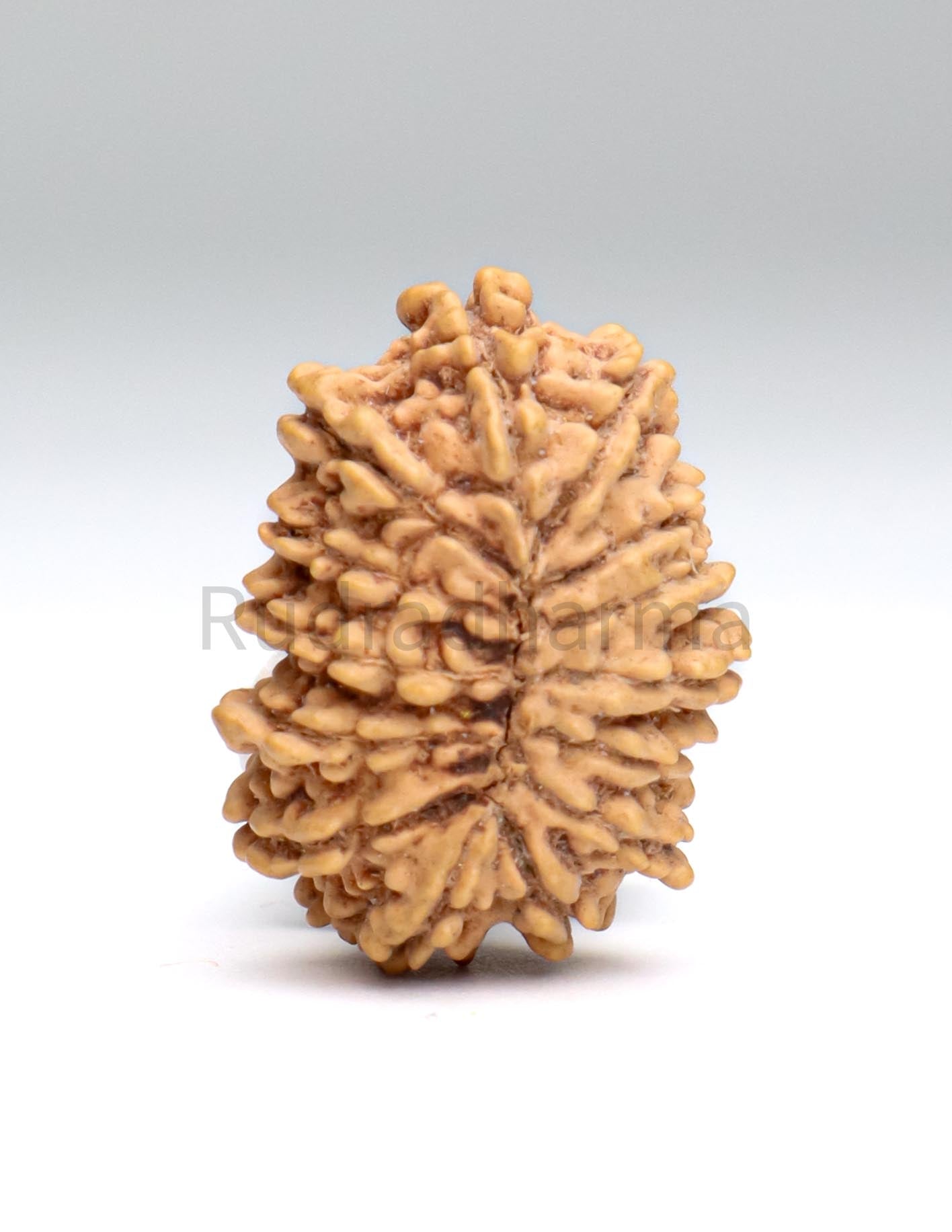 14 Mukhi Nepali Rudraksha