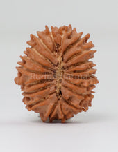 19 Mukhi Nepal Rudraksha