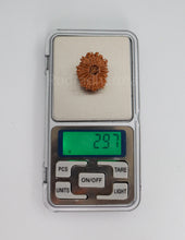 19 Mukhi Nepal Rudraksha