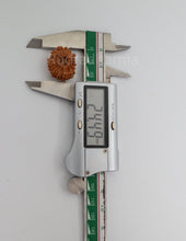 19 Mukhi Nepal Rudraksha