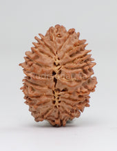 19 Mukhi Nepal Rudraksha