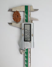19 Mukhi Nepal Rudraksha
