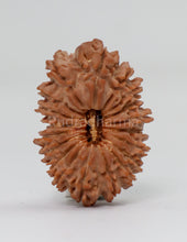19 Mukhi Nepal Rudraksha