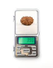 19 Mukhi Nepal Rudraksha