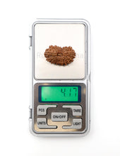 19 Mukhi Nepal Rudraksha