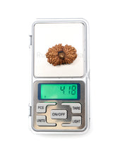 19 Mukhi Nepal Rudraksha