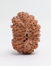19 Mukhi Nepal Rudraksha