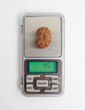 19 Mukhi Nepal Rudraksha