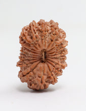 19 Mukhi Nepal Rudraksha