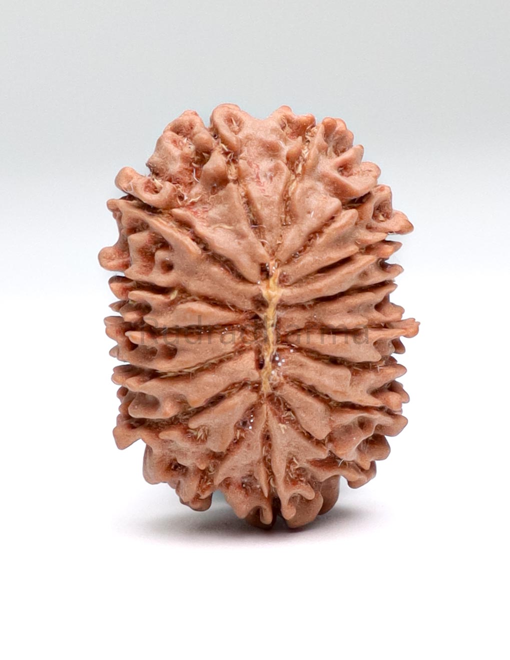 16 Mukhi Nepali Rudraksha