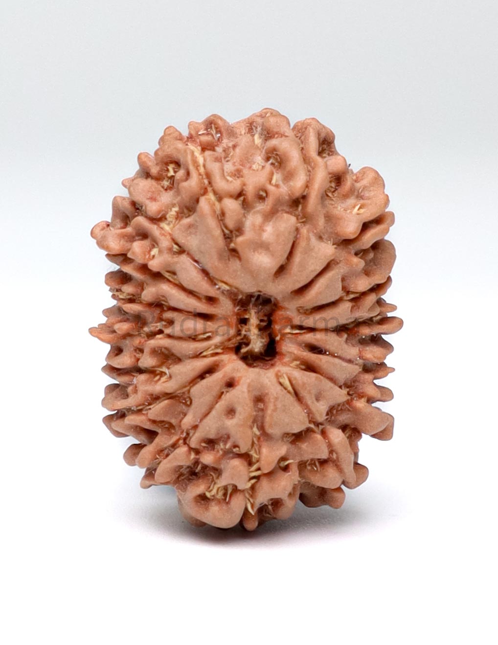 16 Mukhi Nepali Rudraksha