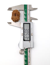 16 Mukhi Nepali Rudraksha