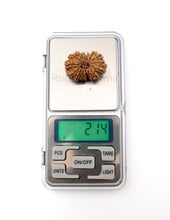 16 Mukhi Nepali Rudraksha