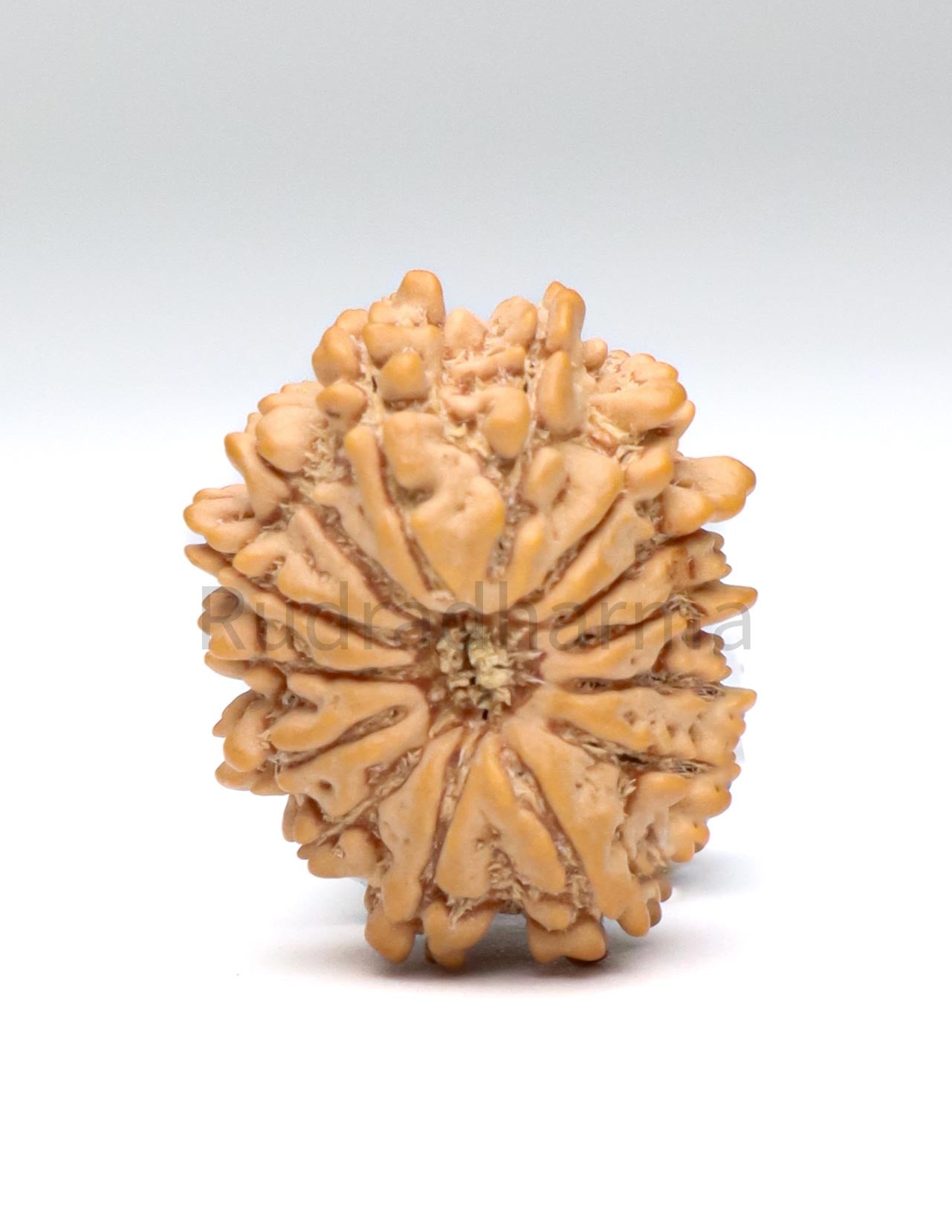 14 Mukhi Nepali Rudraksha