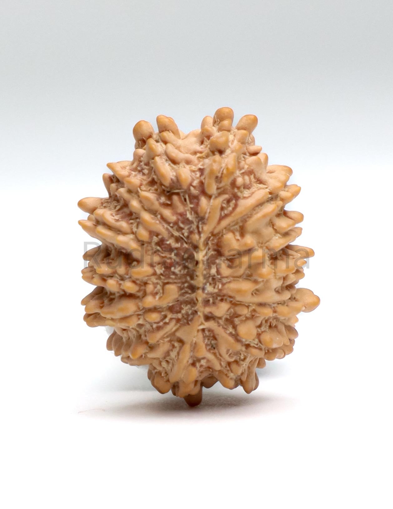 14 Mukhi Nepali Rudraksha