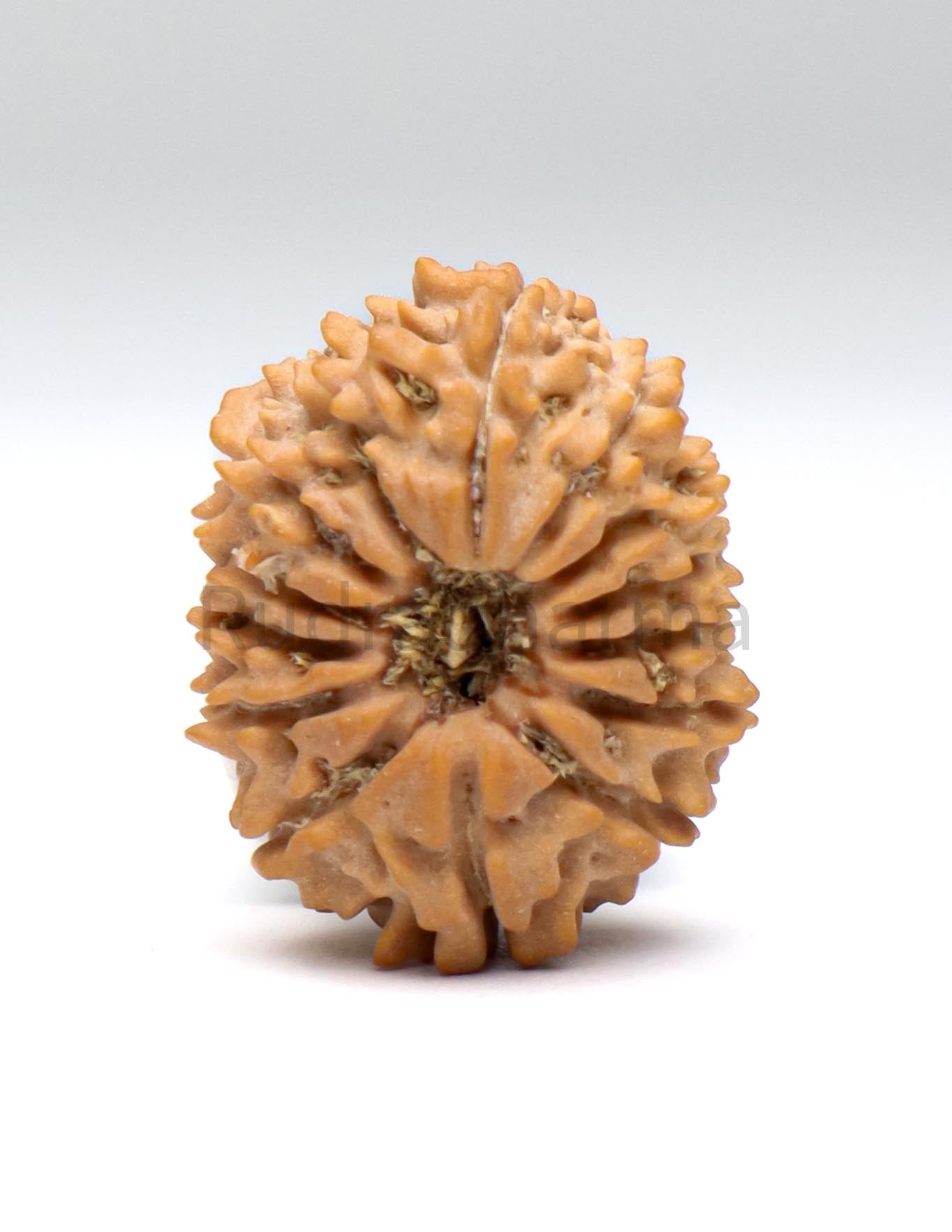 14 Mukhi Nepali Rudraksha