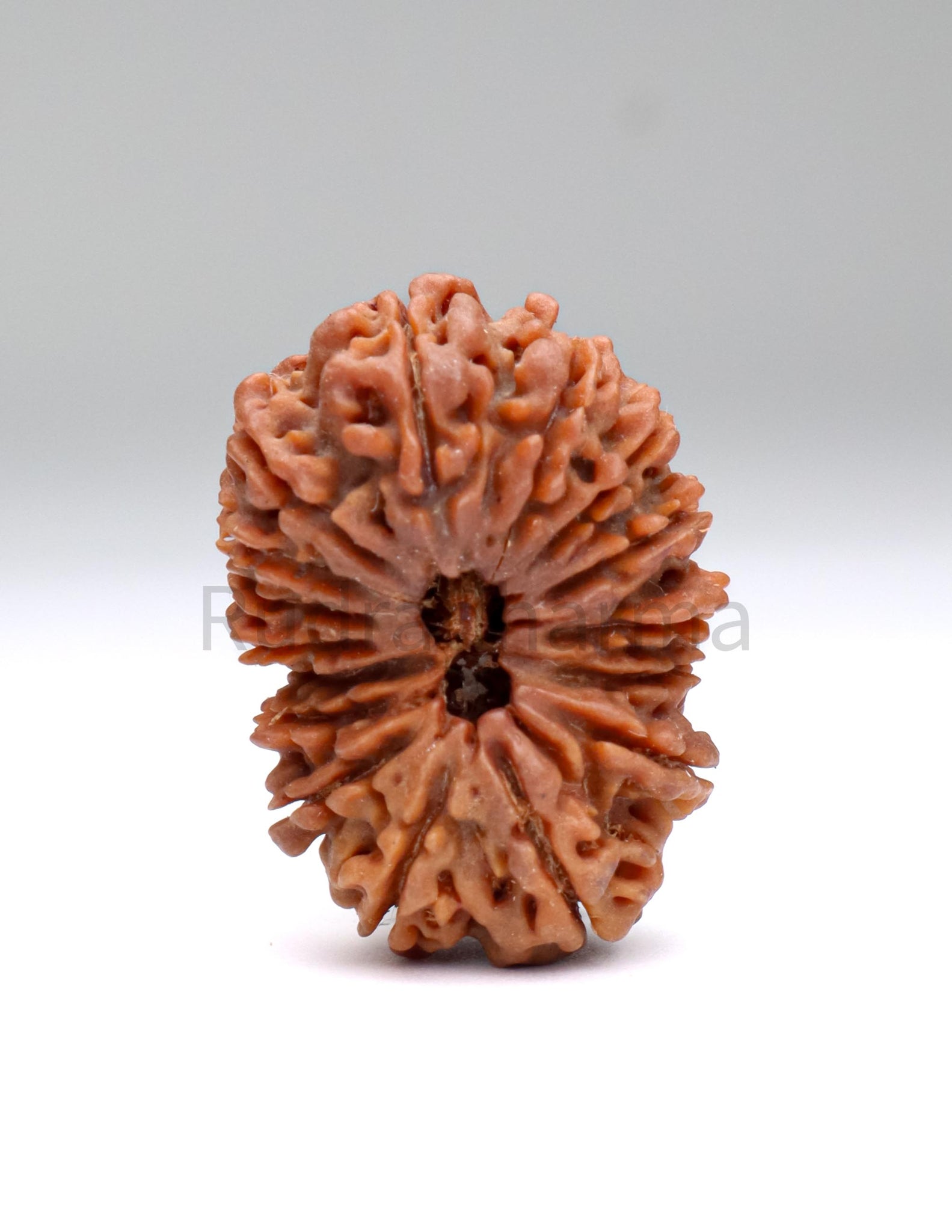 16 Mukhi Nepali Rudraksha